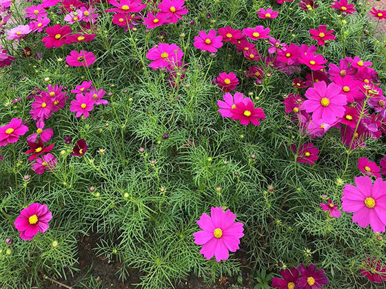 铜仁生日鲜花-绿化别墅花园设计